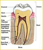 http://www.nycendodontics.com/ImagesDR/toothlabel.jpg